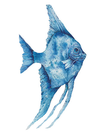 Fish blue. Watercolor painting, isolated on white background. A genus of fish of the cichlova family. Are among the most popular and most widely distributed aquarium fishの写真素材