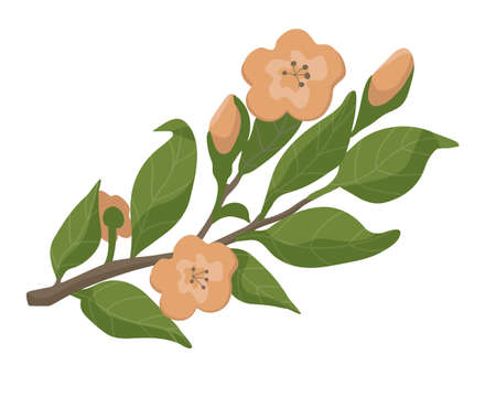 Apple tree branch in bloom. Flowers and leaves on a branch. Vector illustration.のイラスト素材