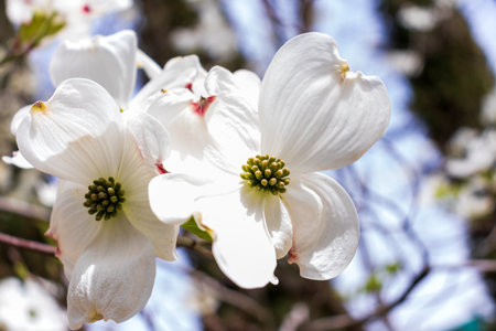Dogwood tree flowers blooming in the springの写真素材