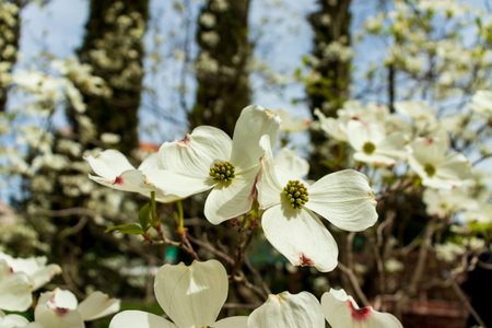 Dogwood tree flowers blooming in the springの写真素材