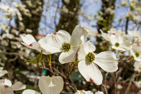 Dogwood tree flowers blooming in the springの写真素材