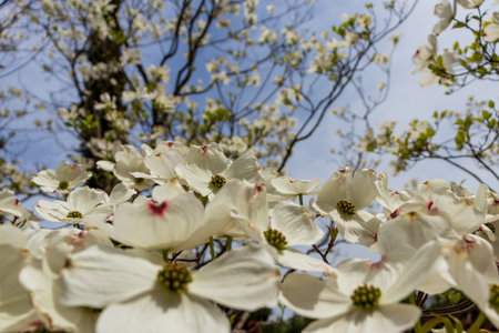 Dogwood tree flowers blooming in the springの写真素材