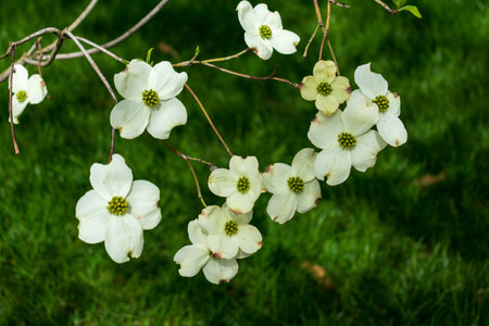dogwood flowers in spring. Beautiful white Dogwood blossoms up close. Delicate natural beauty outdoors. Decorative flower bush in springtime.の写真素材