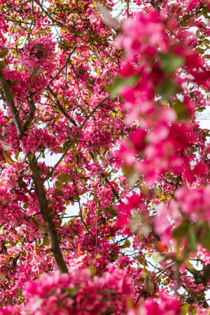 Blooming apple tree close-up. spring holiday
