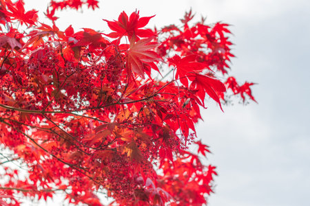Australian maple. maple leaves close-up