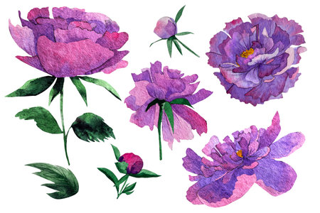 watercolor pion illusration isolated.Peony flower painted in watercolor.Watercolor peoniesの写真素材