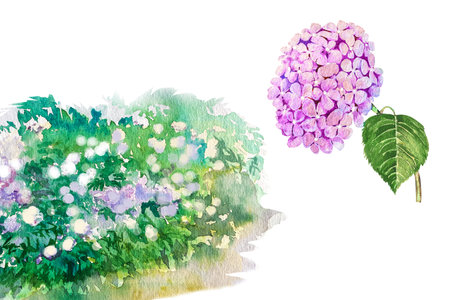 Watercolor illustration of hydrangea bush and branches. Blue, pink, white tender hydrangea.の写真素材