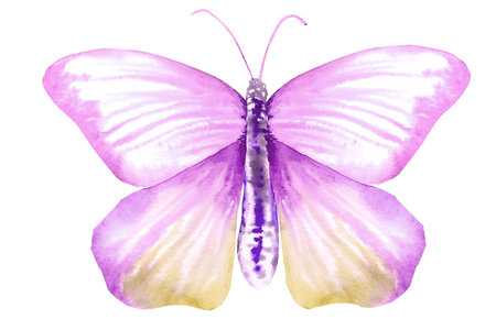 Butterfly watercolor illustration. Cute butterfly for postcards, covers, invitations.の写真素材