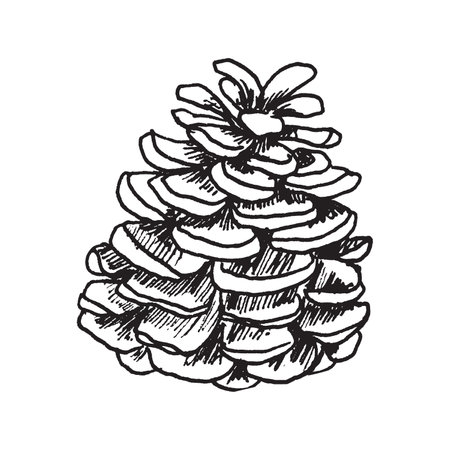 Hand drawn vector illustration of Christmas tree pine coneのイラスト素材