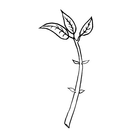 Vector illustration, hand drawn avocado seeds in a glass of water for germination. Avocado sprout from a seed with leavesのイラスト素材