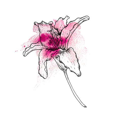 Vector illustration of buds and petals of a lily. Drawing of lilies with bright watercolor spots.のイラスト素材