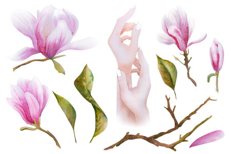 Watercolor illustration with blooming pink magnolia flowers and woman's hands. Hand drawn card with magnolias and hands for greeting cards for March 8, Women's Day, Mother's Day.の写真素材