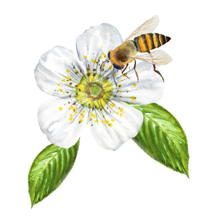 Watercolor illustration of a cherry flower with a bee, blooming cherry, white cherry flower on a stalk. Hand drawn cherry flower with a beeの写真素材