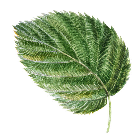 Blackberry leaves and branches. Watercolor botanical illustration of blackberry leaves and branches,...