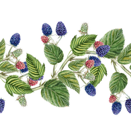 Seamless border with branches, leaves, blackberries, watercolor illustration of branches with...