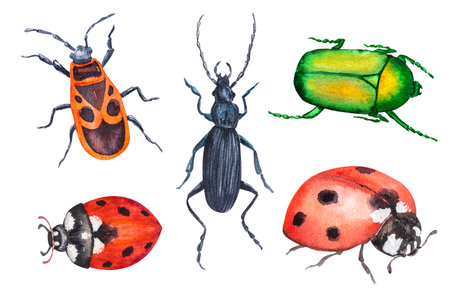 Watercolor illustration set of different insects bugs. Hand drawn watercolor illustration of insects.の写真素材