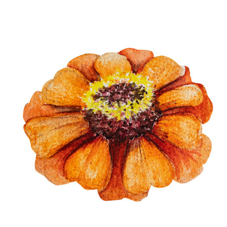 Watercolor illustration of zinnia flower with green leaves. Hand drawn zinnia for floral design and nature theme.の写真素材
