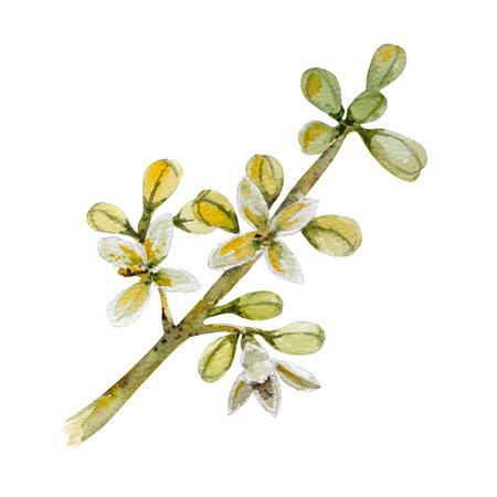 Blooming olive branch with white flowers. Hand drawn watercolor botanical illustration.の写真素材