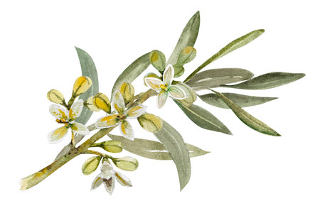 Blooming olive branch with white flowers. Hand drawn watercolor botanical illustration.の写真素材
