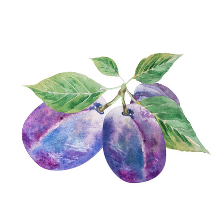 Watercolor illustration of plum with leaves, hand drawn blue plum with green leaves.の写真素材