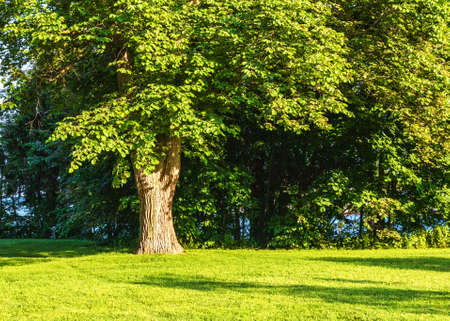 A sunlit trees in the summer parkの写真素材