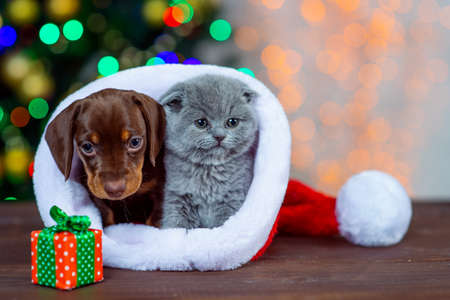 puppy Dachshund with a kitten on Christmas backgroundの写真素材