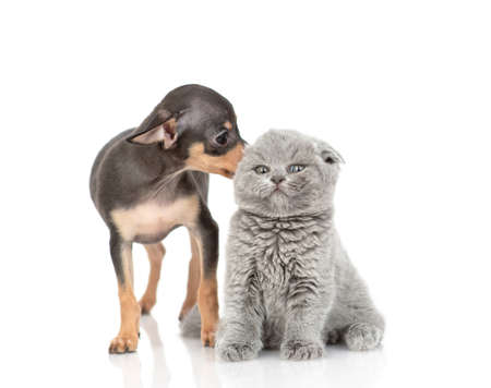 puppy toy Terrier and kitten Scottish breed on white backgroundの写真素材