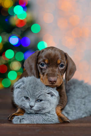puppy Dachshund and kitten in the background of Christmas lightsの写真素材