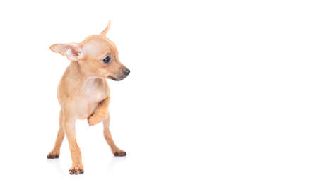 puppy of the toy Terrier on a white backgroundの写真素材
