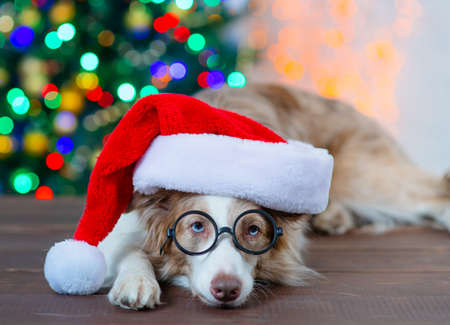 Border Collie dog with blue eyes lies near a Christmas tree in a Santa hat and funny glasses.の写真素材