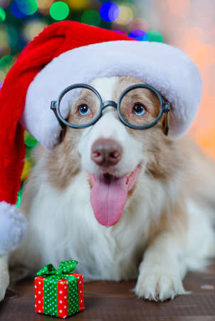 Border Collie dog with blue eyes lies near a Christmas tree with gifts in a Santa hat and funny glasses.の写真素材