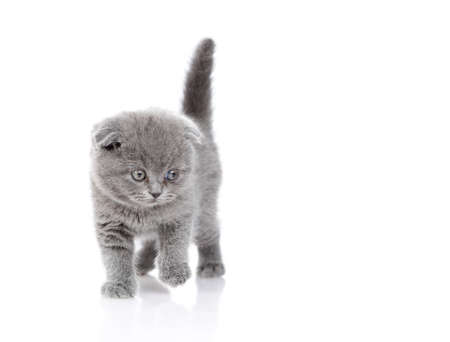 The gray kitten of the Scottish breed goes forward. Isolated on a white backgroundの写真素材