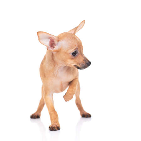 puppy of the toy Terrier on a white backgroundの写真素材