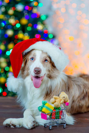 Border Collie dog in a Santa hat on his head lies near a Christmas tree with a full cart of gifts near his pawsの写真素材