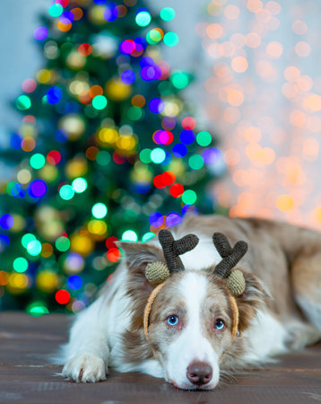 Border Collie dog sitting on a background of Christmas lights in deer hornsの写真素材