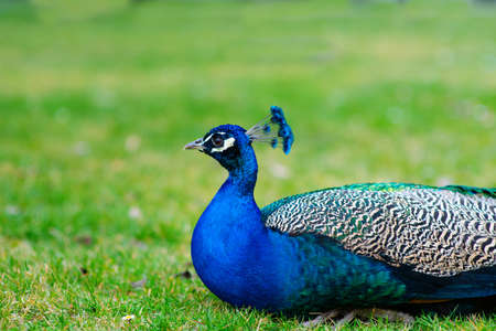 The royal beauty of the jungle. Peacock bird. Peacock or male peafowl with extravagant plumage. Beautiful peacock with eyespotted tail feathers. Wild peacock walking on green grass.の写真素材