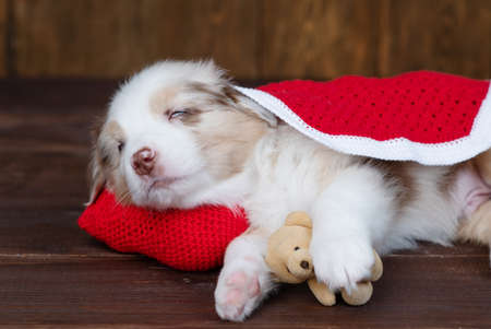 Australian Shepherd puppy sleeps hugging a teddy bear on a dark wooden backgroundの写真素材