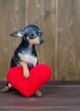 Black-red toy terrier puppy paws a large plush red heart on a dark wooden backgroundの写真素材