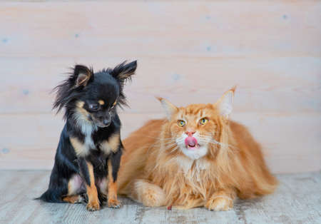 A long-haired mini-dog Chihuahua sits next to a Maine Coon red cat. Cat carnivorous licksの写真素材