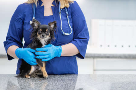 Veterinarian and dog breed long-haired chihuahua. Pet health conceptの写真素材