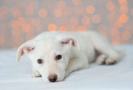 The white dog lies on the background of lights and closed its eyes. Sleeping dog at homeの写真素材