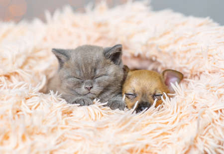 Toy terrier puppy and fluffy kitten sleep in a fluffy blanketの写真素材