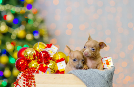 Two puppies of toy terrier lie in a box with Christmas decorations on the background of a Christmas...