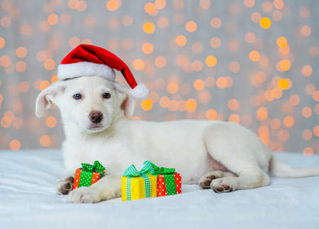 A white dog in a santa hat lies on the background of christmas lights hugging little giftsの写真素材