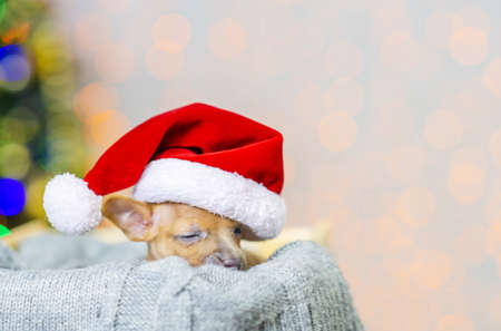 Toy terrier puppy lies in a box with a gray knitted blanket on the background of a Christmas tree in a Santa hatの写真素材