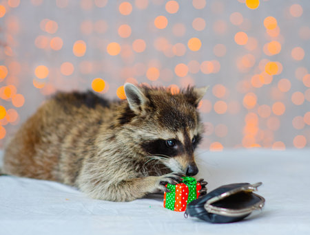 Raccoon stole a wallet and tries to open it, against the background of multi-colored lanterns. Shoplifters conceptの写真素材