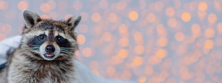 The face of a cute raccoon looking at the camera against the background of blurry lights. Horizontal photo for bannerの写真素材