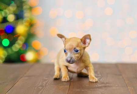 Toy terrier puppy stands on a wooden floor against the background of a Christmas tree in a santa hatの写真素材