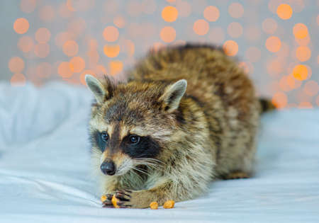 A fluffy raccoon holds an almond with its paws and gnaws at it against the backdrop of house lights. Exotic pet food conceptの写真素材