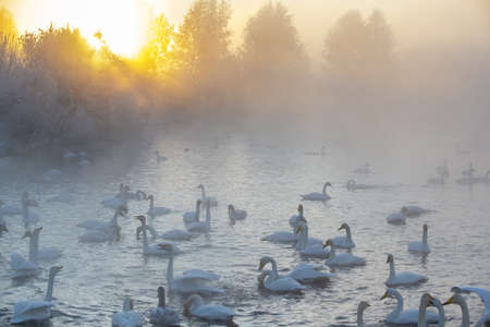 Beautiful white whooping swans swimming in the nonfreezing winter lake. The place of wintering of swans, Altay, Siberia, Russia.の写真素材